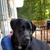 Country Veterinary Services: Todd Barbara J DVM ico