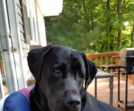 Country Veterinary Services: Todd Barbara J DVM