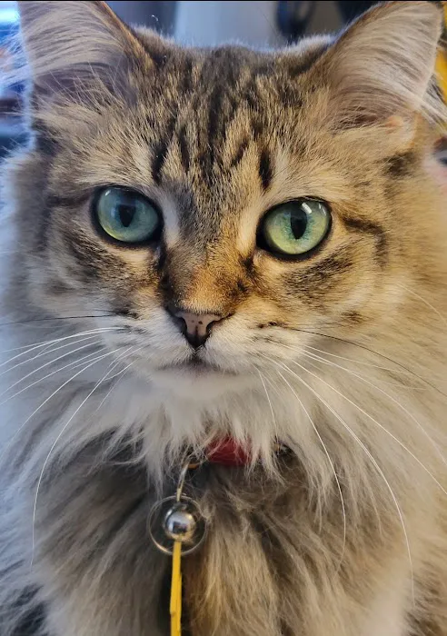 Midland Animal Clinic Picture 2