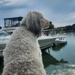Midland Animal Clinic: Zorn Tammy DVM