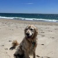 River Rock Animal Hospital ico