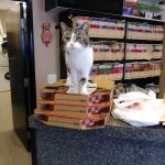 VetMED Veterinary Clinic