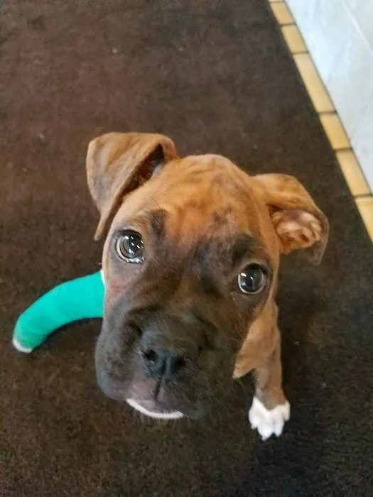 Northern Animal Clinic Picture 4