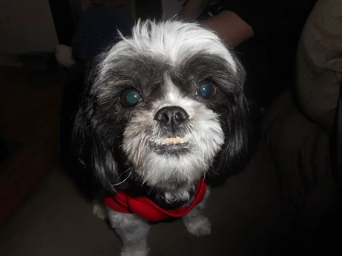 Eastman Animal Hospital Picture 10
