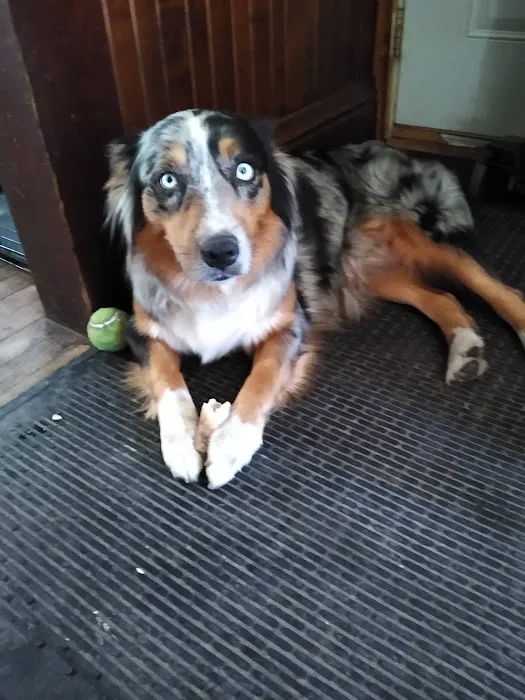 Valley Animal Clinic Picture 8
