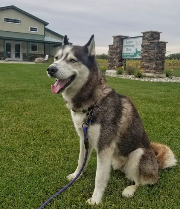 Surrey Veterinary Clinic Picture 7