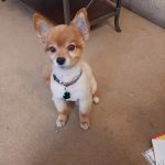 Gladwin Veterinary Clinic