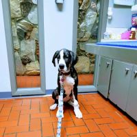 Wyoming Animal Hospital ico