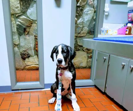 Wyoming Animal Hospital