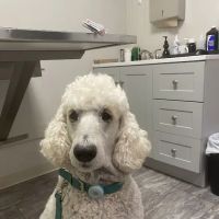 Pet Veterinary Clinic PC ico
