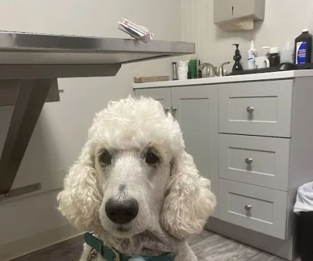 Pet Veterinary Clinic PC