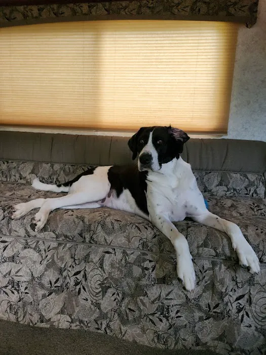 Pet Veterinary Clinic PC Picture 4