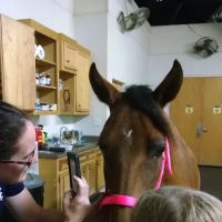 Southern Equine Service - Jamie Carter DVM ico