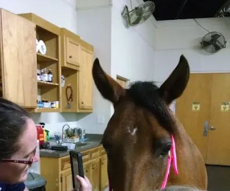 Southern Equine Service - Jamie Carter DVM