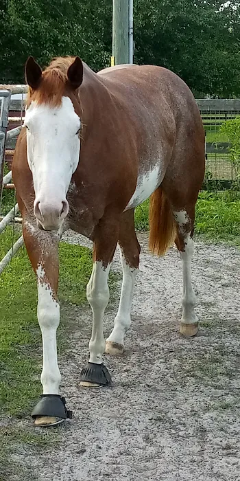 Southern Equine Service - Jamie Carter DVM Picture 5
