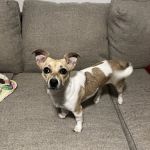 Hitchcock Animal Hospital