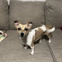Hitchcock Animal Hospital ico