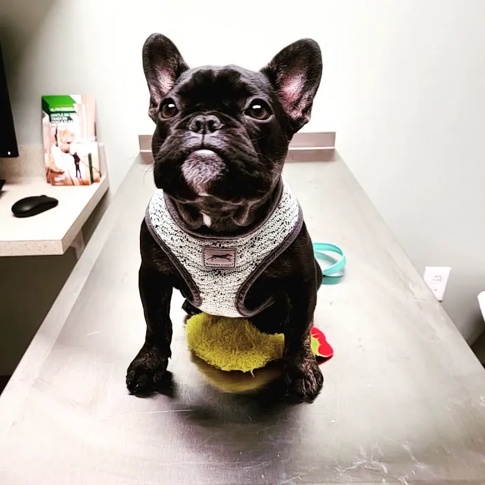 Hitchcock Animal Hospital Picture 4