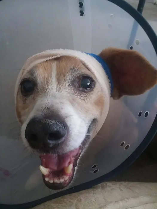 Hitchcock Animal Hospital Picture 7