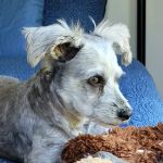 Veterinary Services of Aiken