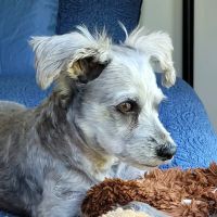 Veterinary Services of Aiken ico