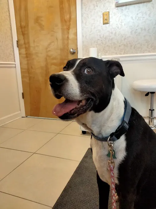 Veterinary Services of Aiken Picture 2