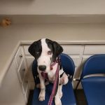 Silver Bluff Animal Hospital
