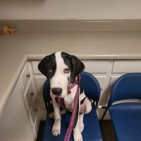 Silver Bluff Animal Hospital ico
