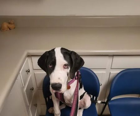 Silver Bluff Animal Hospital