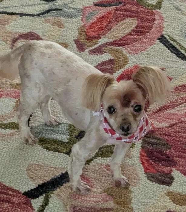 Silver Bluff Animal Hospital Picture 5
