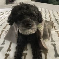 Vetco Vaccination Clinic ico