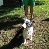 Ark Animal Hospital ico