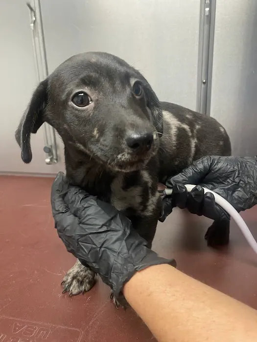 Ark Animal Hospital Picture 5
