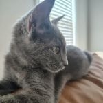 Best Friends Animal Care