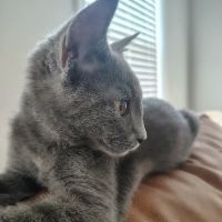 Best Friends Animal Care ico