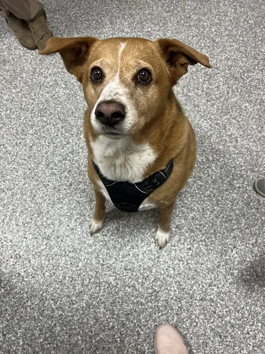 Best Friends Animal Care Picture 3