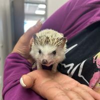 All God's Creatures Veterinary Hospital ico