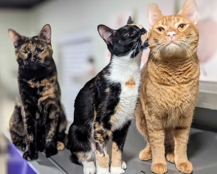 All God's Creatures Veterinary Hospital Picture 4