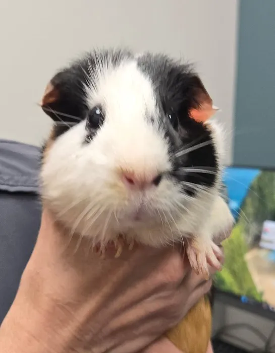 All God's Creatures Veterinary Hospital Picture 10