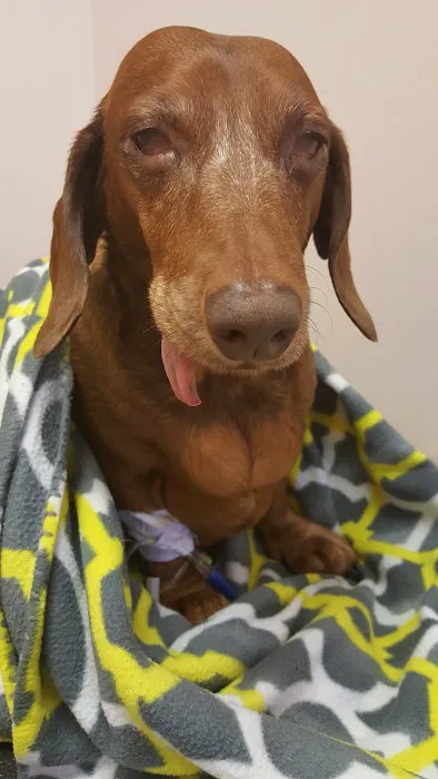 All God's Creatures Veterinary Hospital Picture 8