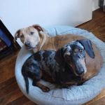 Walton Way Veterinary Clinic: Vann Jennifer DVM
