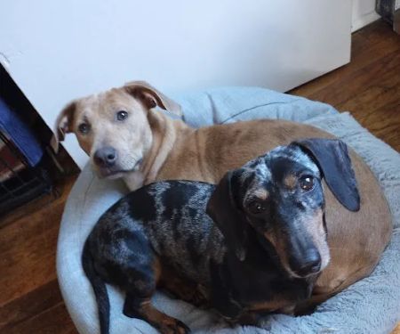 Walton Way Veterinary Clinic: Vann Jennifer DVM