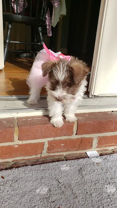 Westside Animal Hospital Picture 6