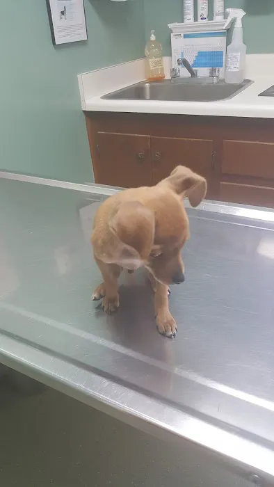 Westside Animal Hospital Picture 7