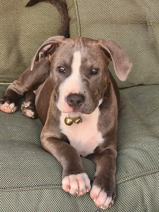 Westside Animal Hospital Picture 10