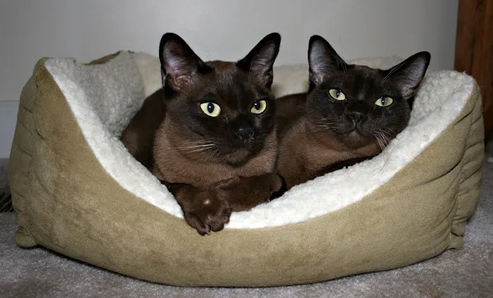 Acute Care Veterinary Clinic Picture 10