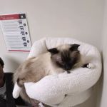 Vetco Total Care Animal Hospital