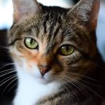 Martinez Animal Hospital