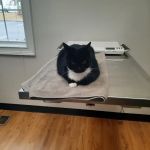 Southern Trails Vet
