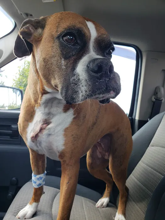 Tribby’s Hill High Animal Hospital Picture 6